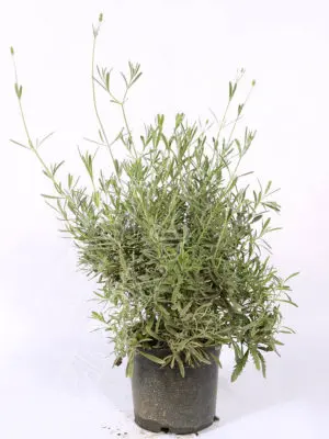 Lavender Outdoor Plants