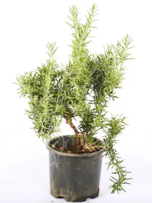 Rosemary