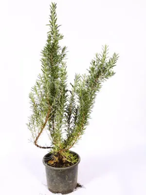 Rosemary 4 Seasons Tree