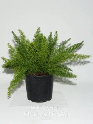 Aspargus Kuşkonmaz Süs Bitkisi