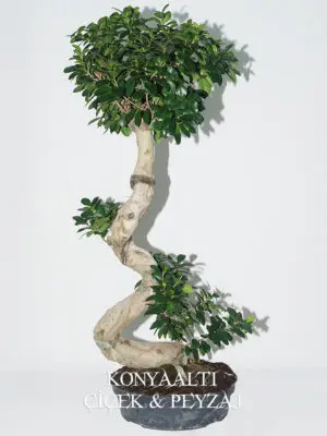 Bonsai Ağaç