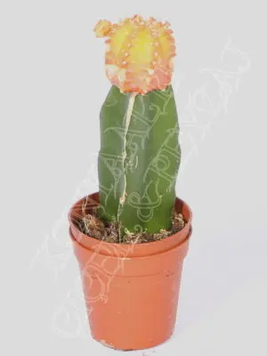 Cactus Gymnocalycium Mihanovichii Hibotan