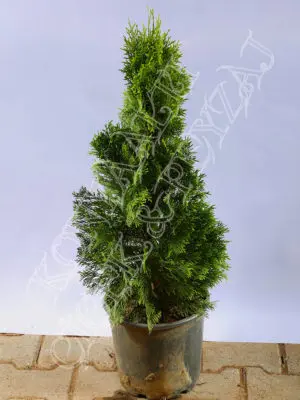 Smargat Thuja Seedlings  